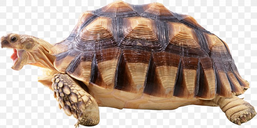 Turtle Shell Reptile Wallpaper, PNG, 2739x1368px, Turtle, Box Turtle, Chelydridae, Common Snapping Turtle, Emydidae Download Free