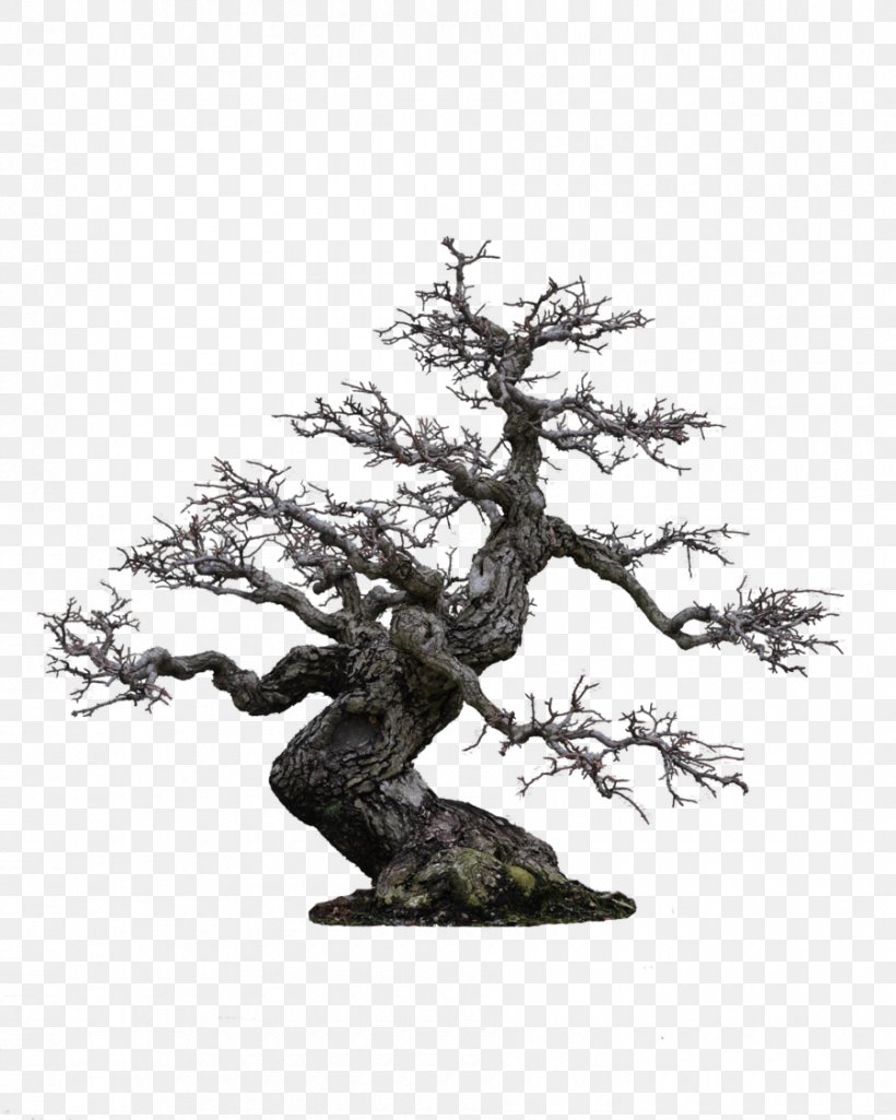Bonsai Samsung Galaxy S5 1080p High-definition Television Wallpaper, PNG, 900x1125px, Bonsai, Black And White, Branch, Computer, Display Resolution Download Free
