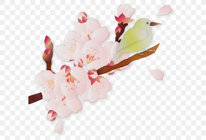 Cherry Blossom, PNG, 594x558px, Watercolor, Blossom, Branch, Cherry Blossom, Cut Flowers Download Free