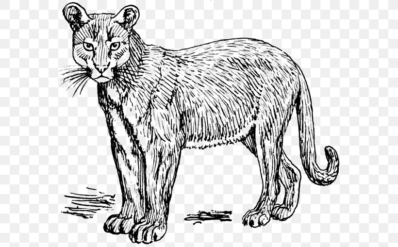 Cougar White Lion Panther Clip Art, PNG, 600x509px, Cougar, Animal Figure, Artwork, Big Cat, Big Cats Download Free