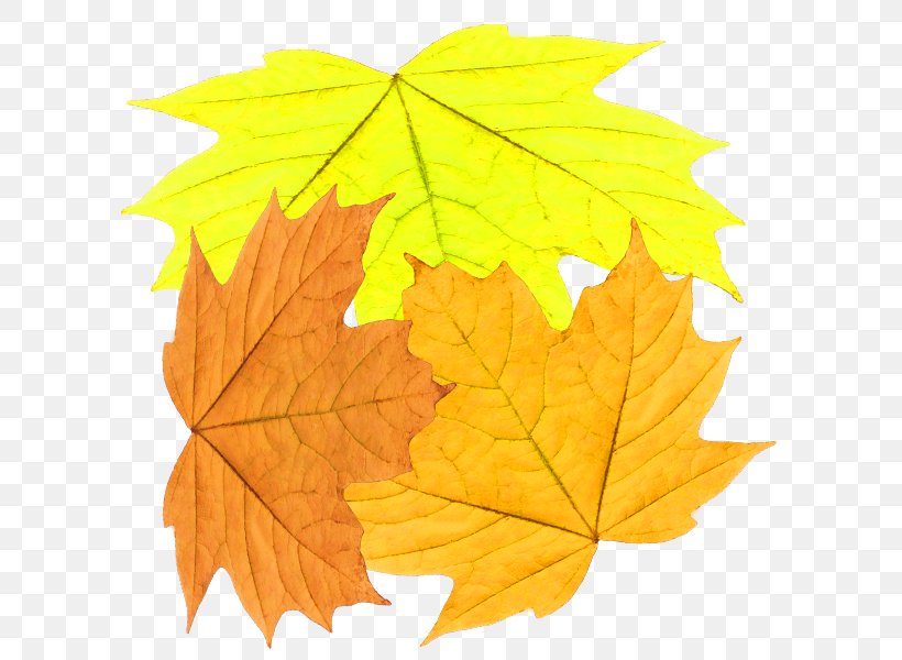 Leaf Deciduous Euclidean Vector Color, PNG, 600x600px, Leaf, Autumn, Autumn Leaf Color, Color, Deciduous Download Free