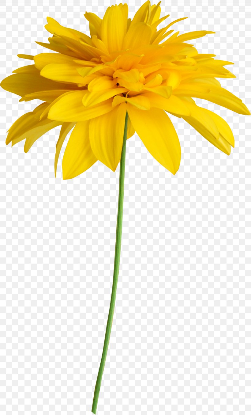 Common Sunflower Yellow Clip Art, PNG, 1230x2032px, Flower, Common Sunflower, Cut Flowers, Daisy Family, Dandelion Download Free