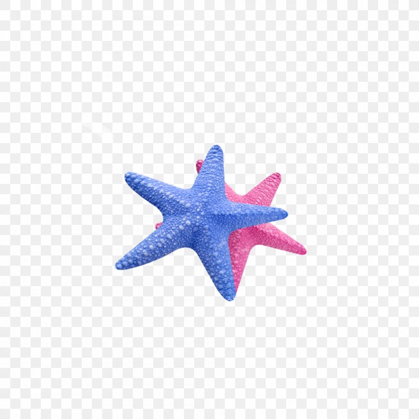 Starfish Callopatiria Granifera Icon, PNG, 1000x1000px, Starfish, Blue, Drawing, Echinoderm, Ladybird Download Free