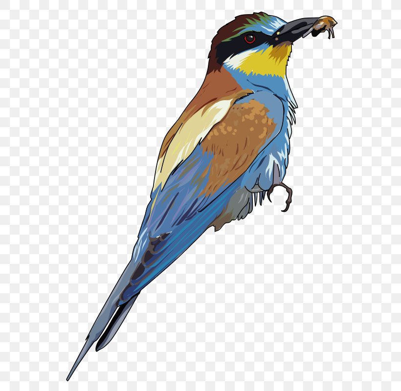 Bee-eater Bird Clip Art, PNG, 604x800px, Bee, Beak, Beeeater, Beehive, Bird Download Free