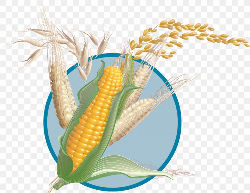 Corn On The Cob Wheat Maize Clip Art, PNG, 988x761px, Corn On The Cob, Agriculture, Cereal, Commodity, Corn Kernels Download Free