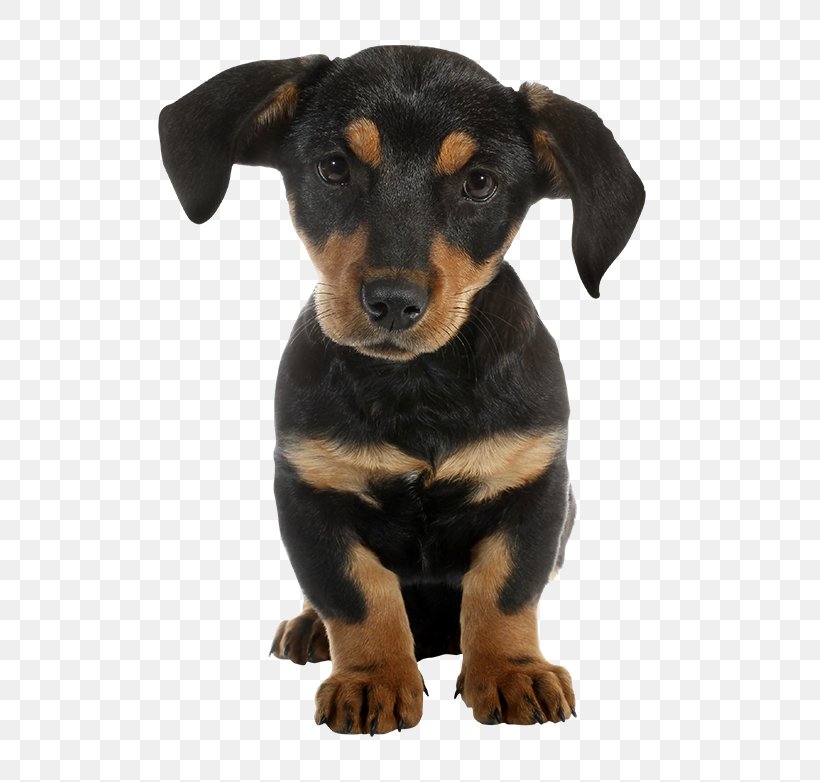 Dachshund Puppy Rottweiler Veterinarian Kitten, PNG, 650x782px, Dachshund, Animal, Austrian Black And Tan Hound, Black And Tan Coonhound, Black And Tan Terrier Download Free