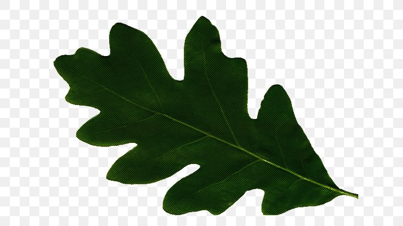 Maple Leaf, PNG, 638x460px, Leaf, Black Maple, Flowering Plant, Green, Maple Leaf Download Free