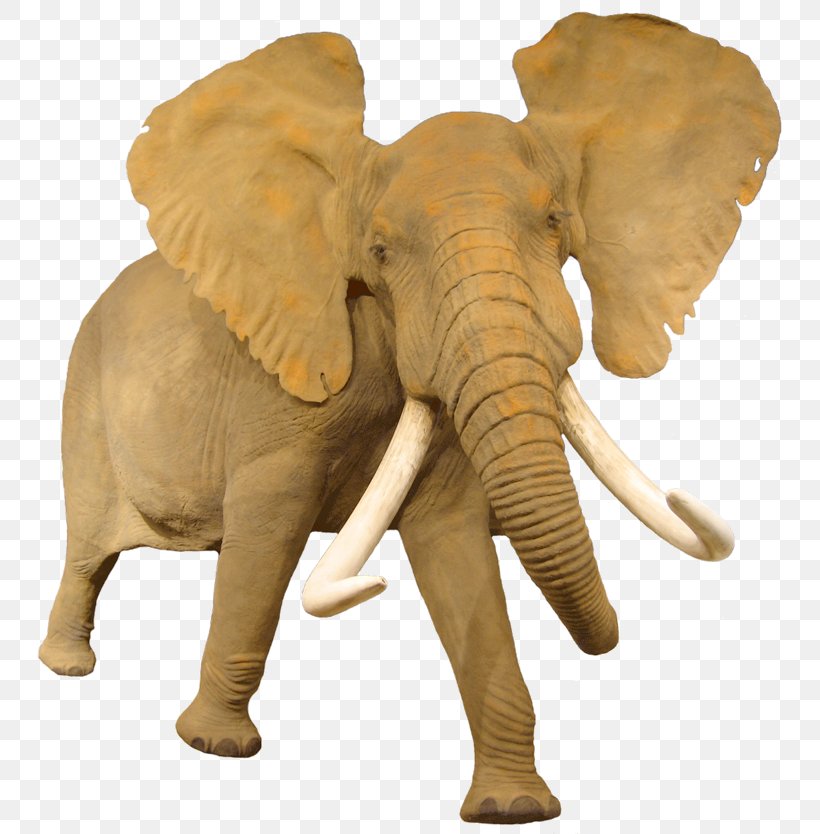 African Bush Elephant Animal Information, PNG, 805x834px, Elephant, Africa, African Bush Elephant, African Elephant, African Forest Elephant Download Free