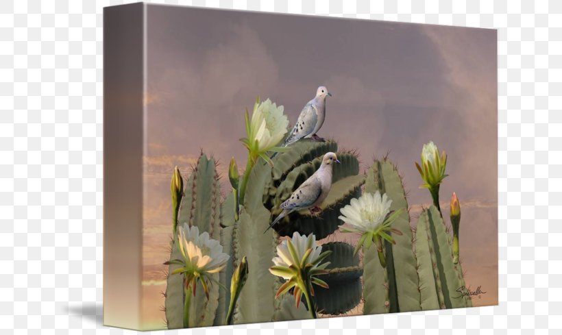 Citroën Cactus M Cactaceae Stock Photography Wildflower, PNG, 650x489px, Cactaceae, Cactus, Flora, Flower, Flowering Plant Download Free