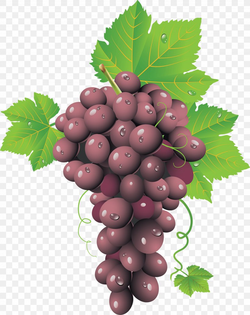 Common Grape Vine Wine Grape Leaves, PNG, 2848x3588px, Common Grape Vine, Berry, Drawing, Food, Fruit Download Free