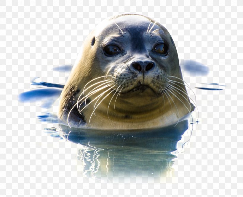 Earless Seal Walrus Sea Lion, PNG, 1280x1042px, Earless Seal, Harbor Seal, Highdefinition Television, Mammal, Marine Download Free