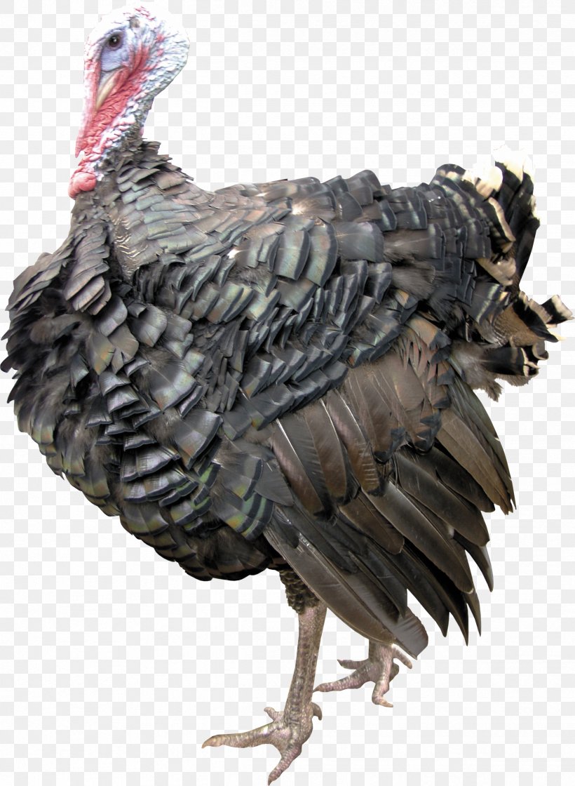 Turkey Duck Anser Chicken, PNG, 2431x3323px, Turkey, Animal, Anser, Beak, Bird Download Free