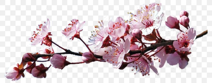 Clip Art Flower GIF Cherry Blossom, PNG, 800x320px, Flower, Blossom, Branch, Cerasus, Cherry Blossom Download Free