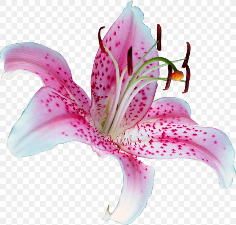 Lilium 'Stargazer' Flower Tiger Lily Clip Art, PNG, 900x861px, Lilium Stargazer, Color, Drawing, Easter Lily, Floristry Download Free