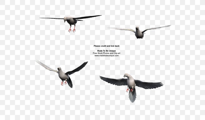 Columbidae Bird Migration Mourning Dove Flight, PNG, 600x480px, Columbidae, Animal, Animal Migration, Beak, Bird Download Free