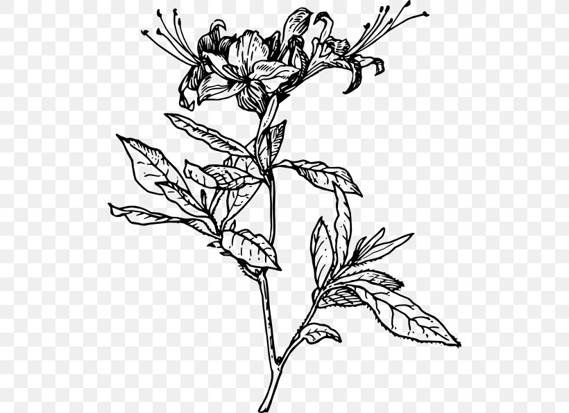 Rhododendron Calendulaceum Azalea Drawing Clip Art, PNG, 510x596px, Rhododendron Calendulaceum, Art, Azalea, Black And White, Branch Download Free
