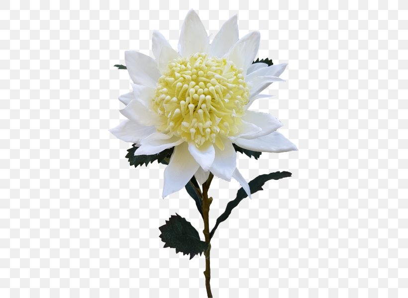 Cut Flowers Artificial Flower Flower Bouquet Floristry, PNG, 800x600px, Flower, Artificial Flower, Chrysanthemum, Chrysanths, Cut Flowers Download Free