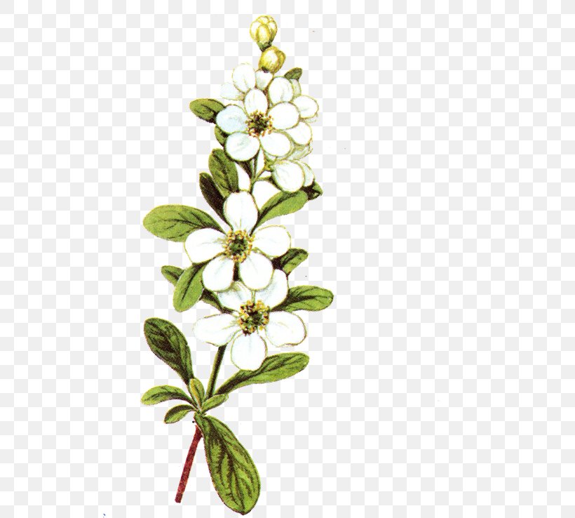 Flower, PNG, 525x738px, Flower, Blossom, Branch, Cut Flowers, Flowering Plant Download Free