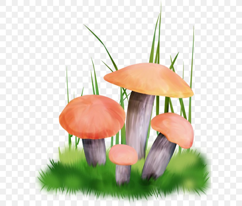 Fungus Edible Mushroom Boletus Edulis Truffle, PNG, 610x699px, Watercolor, Cartoon, Flower, Frame, Heart Download Free