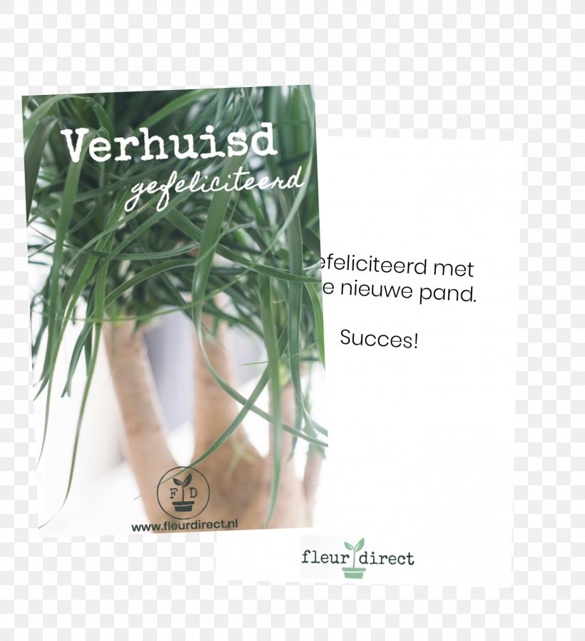 Houseplant Fleurdirect Nursery Assortment Strategies .nl, PNG, 1417x1553px, Houseplant, Assortment Strategies, Herb, Nursery, Plant Download Free