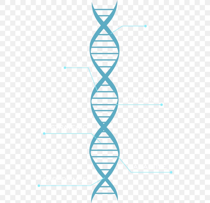 Molecular Models Of DNA Chromosome Nucleic Acid Double Helix Vector Graphics, PNG, 526x791px, Dna, Area, Cell, Chromosome, Diagram Download Free