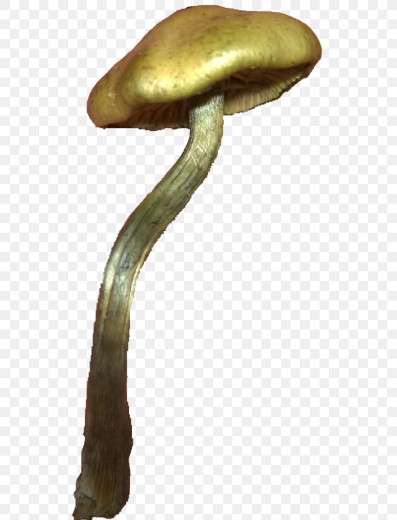 Mushroom Hunting Psilocybe Azurescens Psilocybe Cyanescens Sporocarp, PNG, 525x1073px, Mushroom, Bed, Imgur, Lawn, Medicinal Fungi Download Free