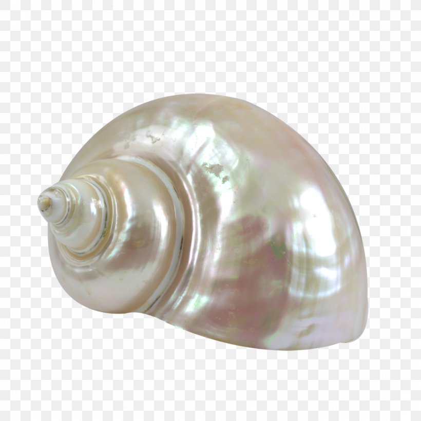 Seashell Turbo Marmoratus Sea Snail Shankha Conch, PNG, 1100x1100px, Seashell, Conch, Craft, Jewellery, Material Download Free