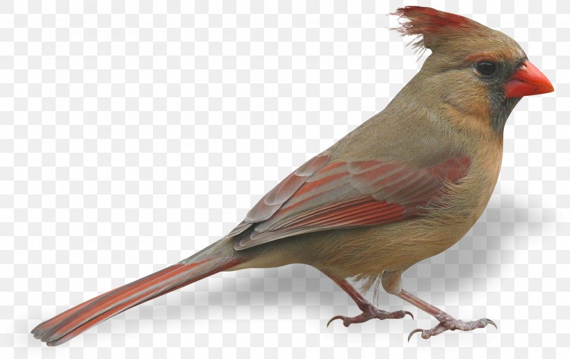 Bird Feather, PNG, 1930x1218px, Bird, American Sparrows, Beak, Cardinal, Emberizidae Download Free
