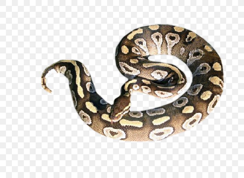 Boa Constrictor Rattlesnake Ball Python Hognose Snake, PNG, 758x600px, Boa Constrictor, Aesthetics, Animal, Ball Python, Boas Download Free