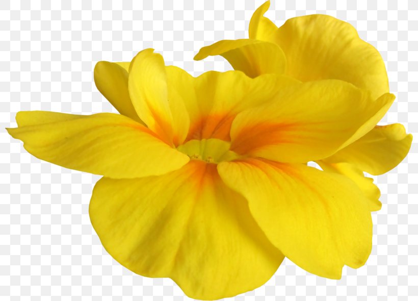 Cut Flowers Yellow, PNG, 800x590px, Flower, Blume, Cut Flowers, Digital Image, Drawing Download Free