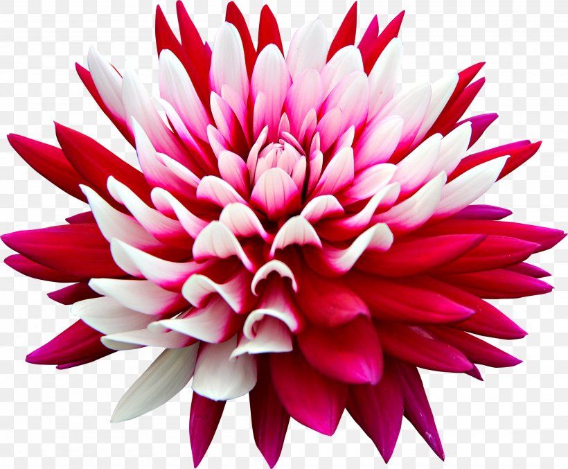 Dahlia Pink Flowers Desktop Wallpaper Rose, PNG, 2000x1652px, Dahlia, Blossom, Chrysanths, Cut Flowers, Daisy Family Download Free