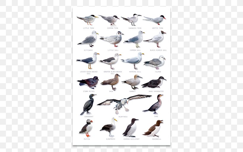 Duck Seabirds, An Identification Guide Water Bird, PNG, 512x512px, Duck, Animal Migration, Avocet, Beak, Bird Download Free