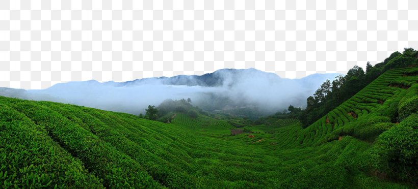 Green Tea Tea Garden, PNG, 1024x465px, Tea, Agriculture, Camellia Sinensis, Concepteur, Drink Download Free