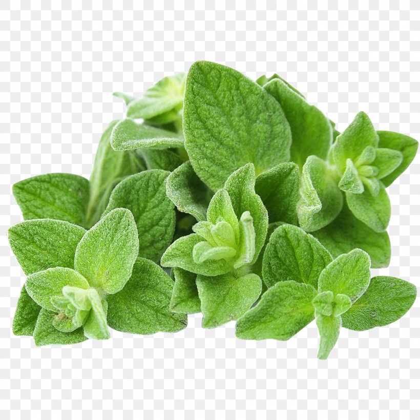 Organic Food Oregano Essential Oil Herb, PNG, 1024x1024px, Organic Food, Calendula Officinalis, Carvacrol, Citroenolie, Essential Oil Download Free