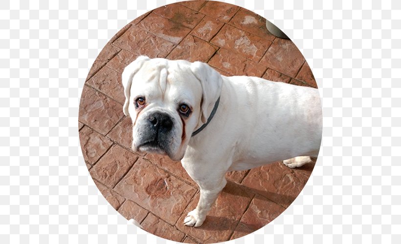 Valley Bulldog Olde English Bulldogge Toy Bulldog American Bulldog Dorset Olde Tyme Bulldogge, PNG, 500x500px, Valley Bulldog, American Bulldog, Australian Bulldog, British Bulldogs, Bulldog Download Free