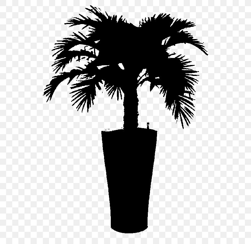 Asian Palmyra Palm Black & White, PNG, 800x800px, Asian Palmyra Palm, Arecales, Black White M, Blackandwhite, Borassus Download Free