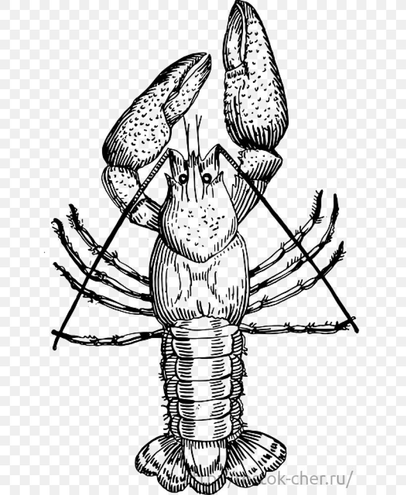 Crayfish Drawing Procambarus Clarkii Clip Art, PNG, 641x1000px, Crayfish, Art, Artwork, Black And White, Boiling Download Free