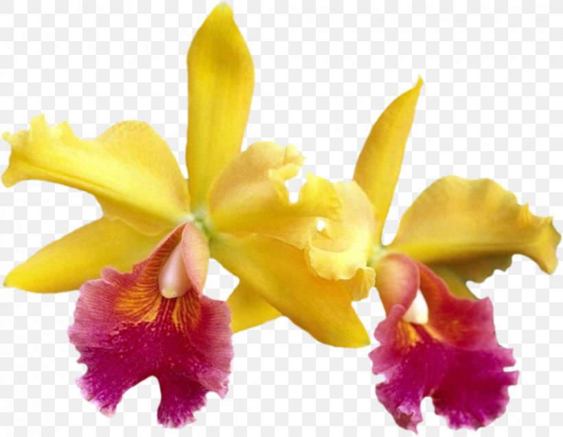 Crimson Cattleya Moth Orchids Cut Flowers Dendrobium, PNG, 1121x870px, Crimson Cattleya, Bang Olufsen, Cattleya, Cattleya Labiata, Cattleya Orchids Download Free