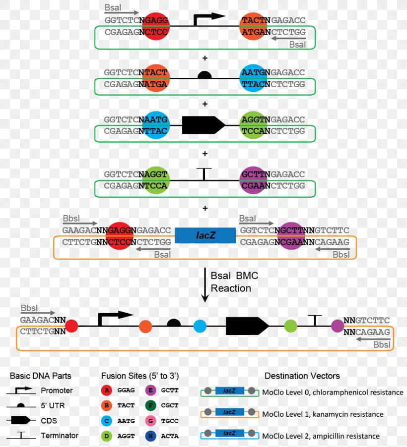 International Genetically Engineered Machine Promoter Terminator DNA Polymerase Chain Reaction, PNG, 965x1062px, Promoter, Area, Brand, Cloning, Diagram Download Free