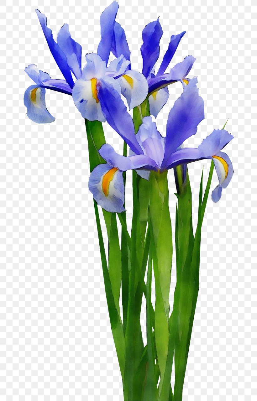 Flower Flowering Plant Plant Cut Flowers Petal, PNG, 720x1280px, Watercolor, Cut Flowers, Flower, Flowering Plant, Iris Download Free