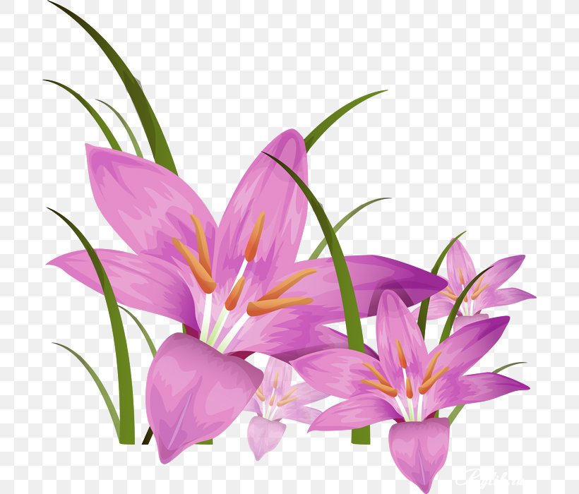 Stock Photography Flower Clip Art, PNG, 700x700px, Stock Photography, Alamy, Art, Crocus, Cut Flowers Download Free