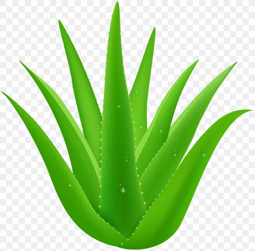 Aloe Vera Plant Desktop Wallpaper Clip Art, PNG, 8000x7874px, Aloe Vera,  Aloe, Asphodelaceae, Flowerpot, Grass Download