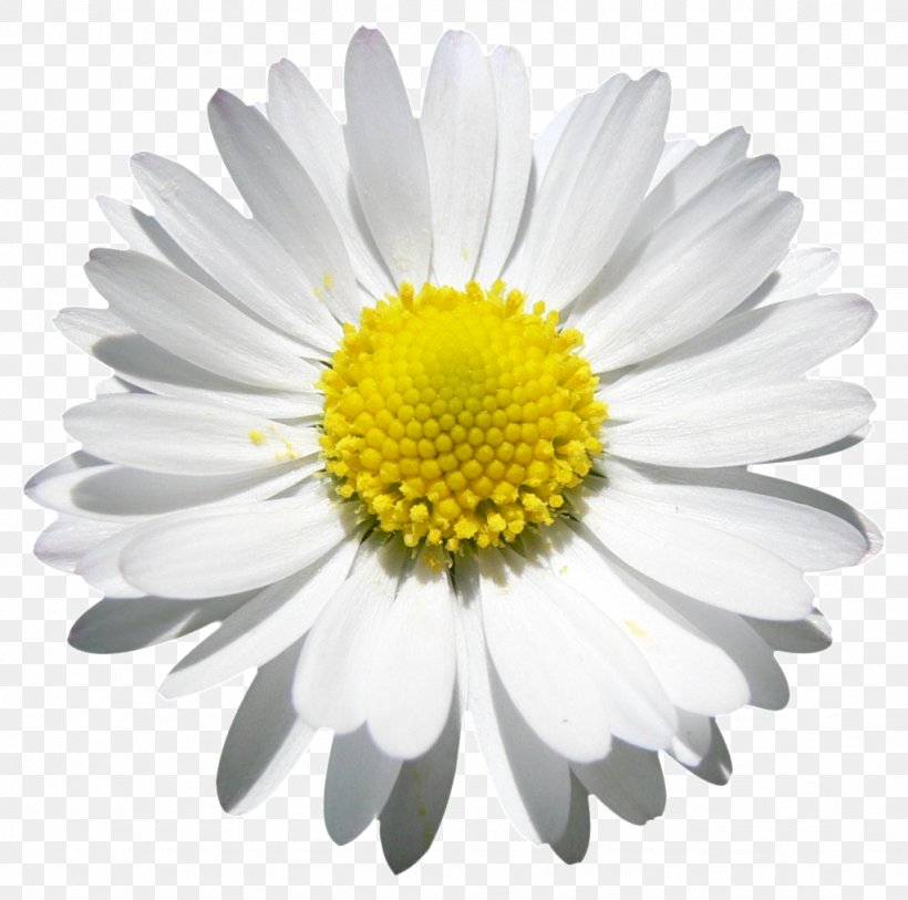 Common Daisy Clip Art, PNG, 1023x1015px, Common Daisy, Aster, Bit, Chamaemelum Nobile, Chrysanths Download Free