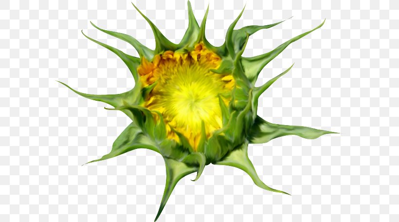 Common Sunflower Sunflower Seed Sunflowers, PNG, 600x456px, Common Sunflower, Bud, Flower, Flowering Plant, Plant Download Free