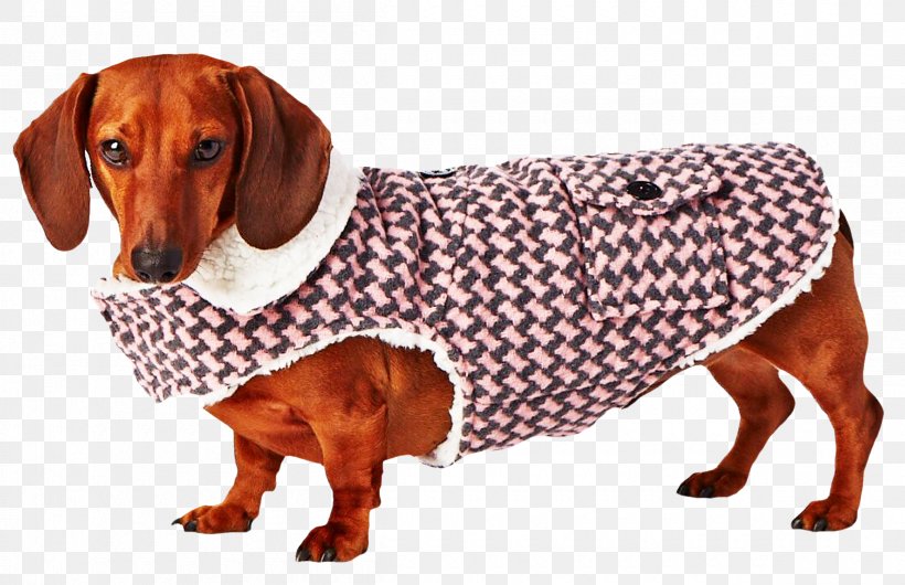 Dog Breed Dachshund Companion Dog Snout, PNG, 2400x1552px, Dog Breed, Breed, Carnivoran, Clothing, Companion Dog Download Free