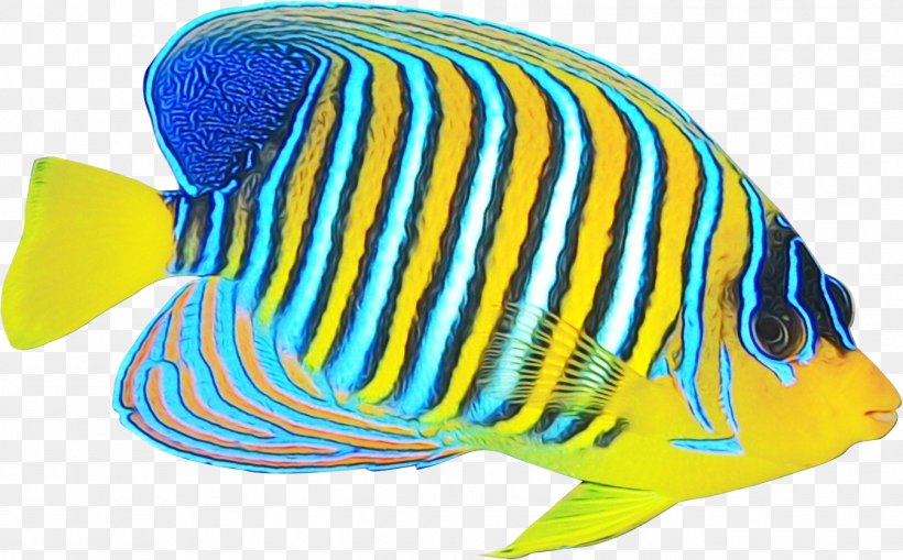 Fish Pomacanthidae Fish Butterflyfish Holacanthus, PNG, 1345x836px, Watercolor, Animal Figure, Aquarium Decor, Bonyfish, Butterflyfish Download Free