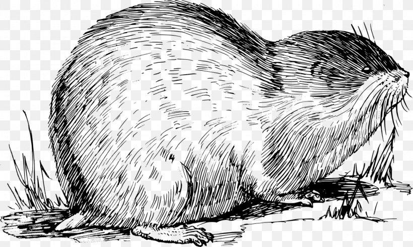 Norway Lemming Muskrat Drawing Vertebrate, PNG, 1280x768px, Lemming, Arctic Lemming, Beaver, Black And White, Carnivoran Download Free