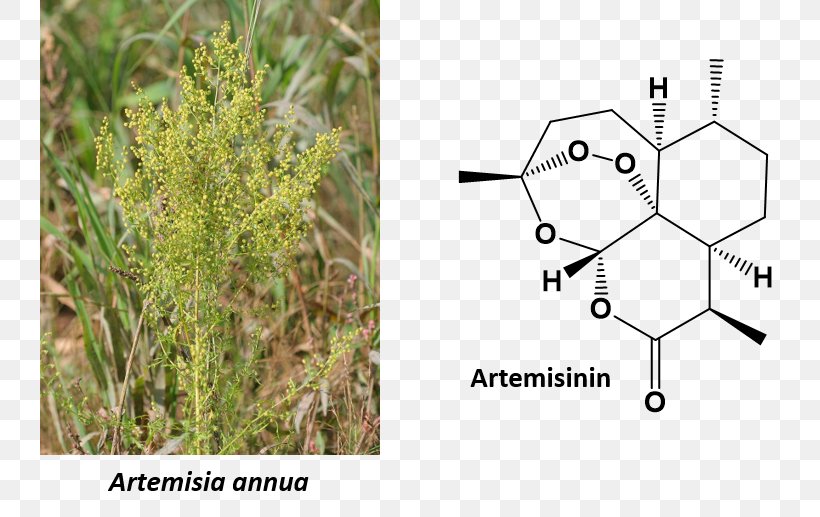 Sweet Wormwood Mugwort Artemisinin Tarragon Plant, PNG, 739x517px, Sweet Wormwood, Annual Plant, Artemisinin, Common Wormwood, Flora Download Free