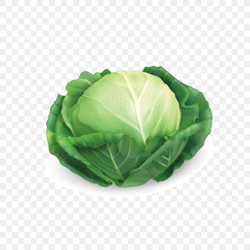 Red Cabbage Savoy Cabbage Chinese Cabbage, PNG, 2362x2362px, Cabbage, Brassica Oleracea, Carrot, Chinese Cabbage, Collard Greens Download Free