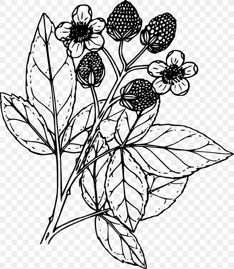 Coloring Book Drawing Blackberry Clip Art, PNG, 2086x2400px, Coloring Book, Art, Artwork, Black And White, Black Raspberry Download Free